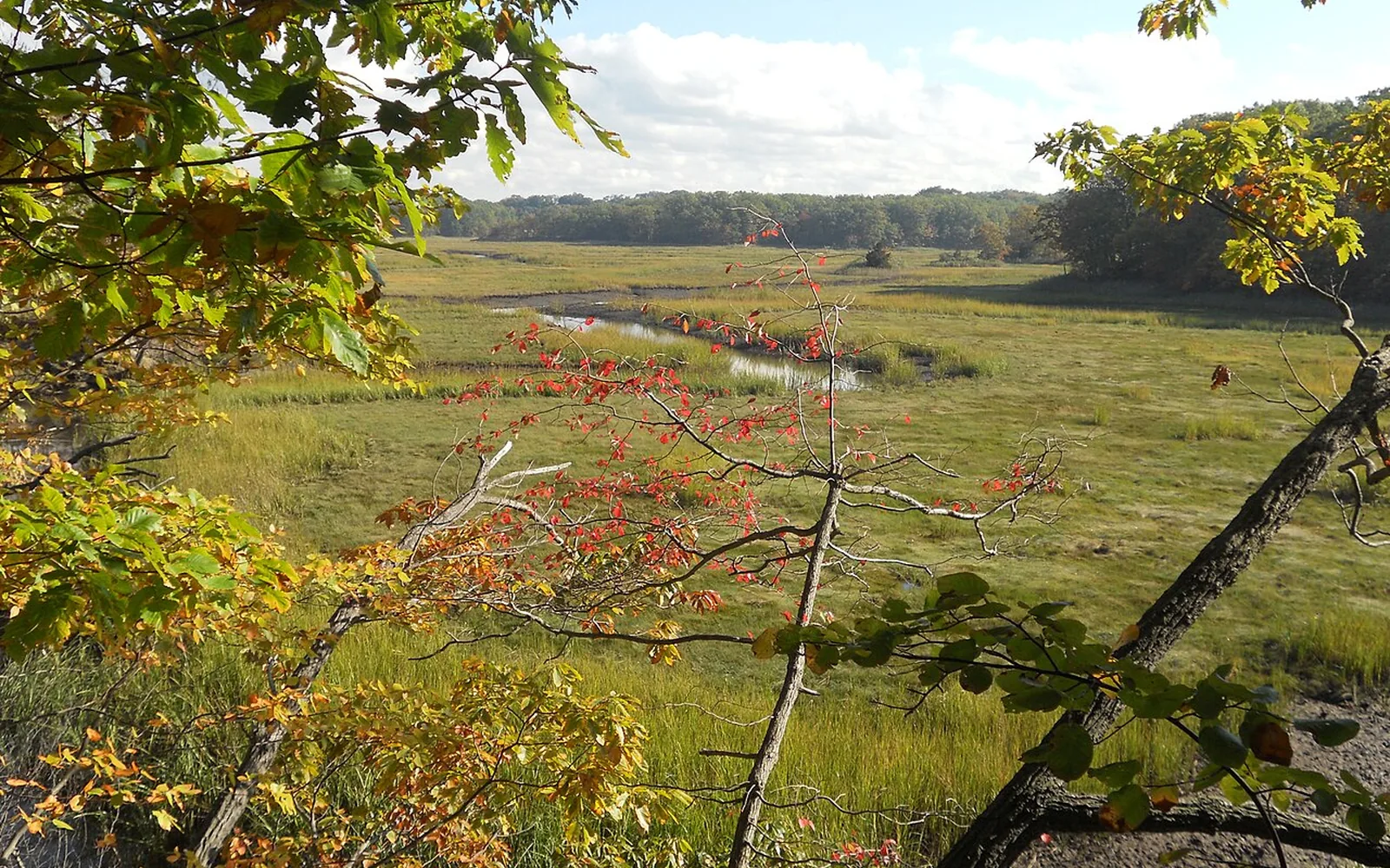 Cheesequake State Park marsh in Old Bridge, New Jersey