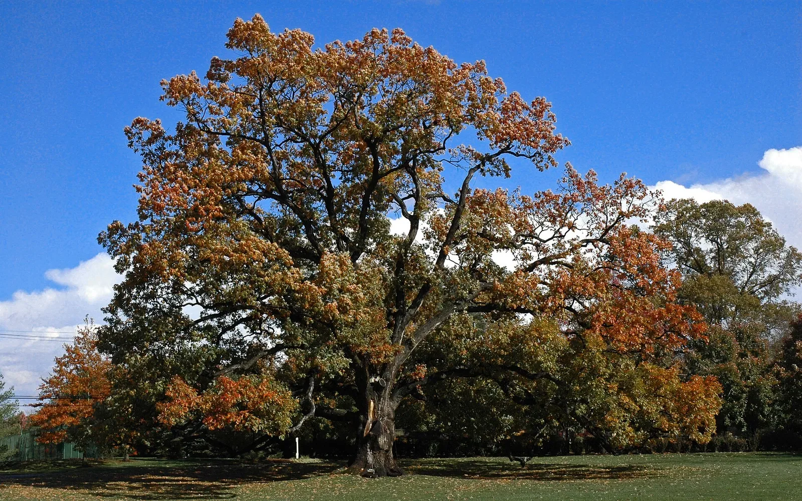 Florham Park’s historic oak tree in Florham Park, New Jersey