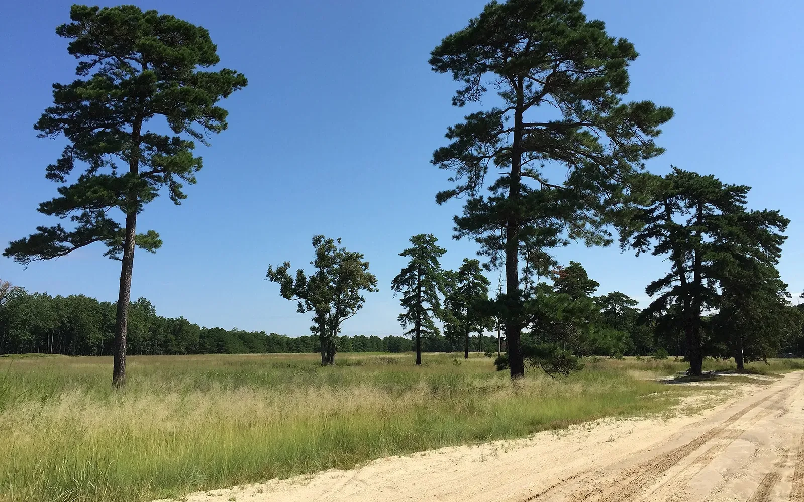 Colliers Mills Wildlife Management Area in Jackson, New Jersey