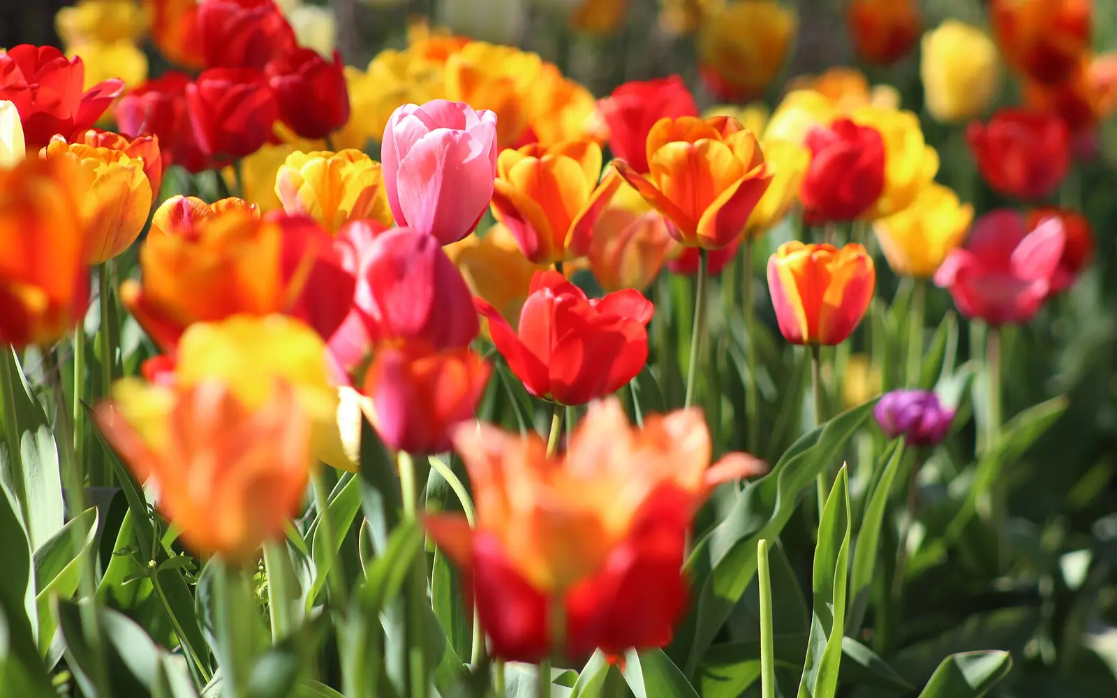 Tulips at Deep Cut Gardens in Middletown, New Jersey