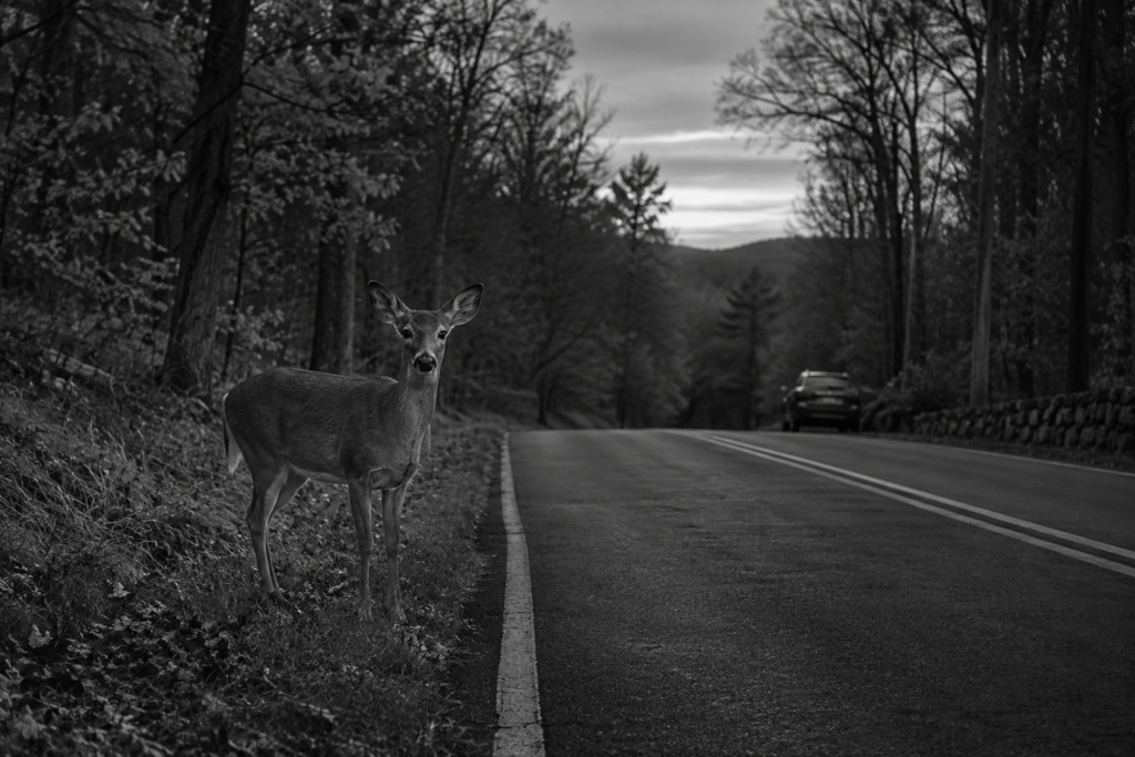 Deer beside a wooded roadway at dusk