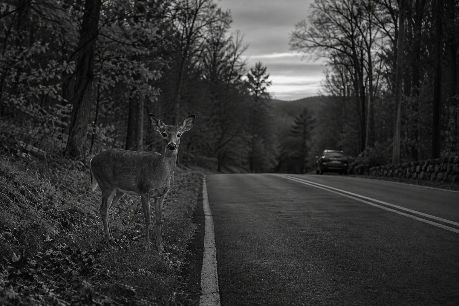 Deer beside a wooded road for a deer-related collision investigation