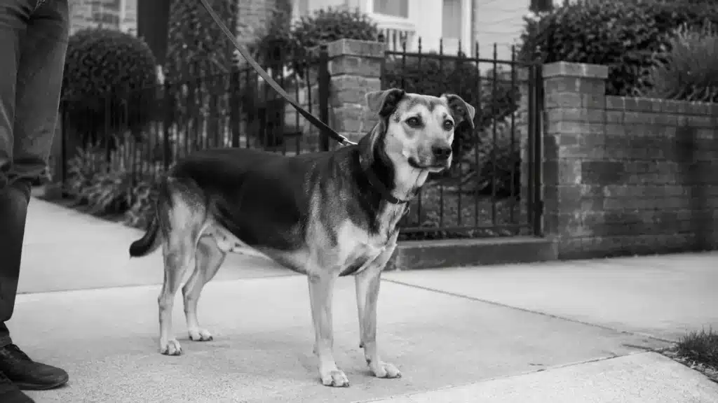 Dog on a leash outside a gate