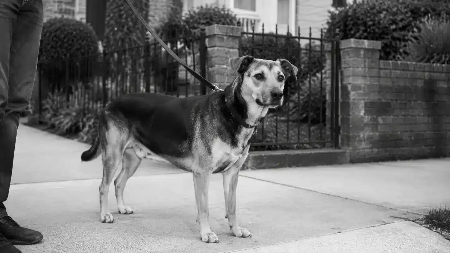 Dog on a leash outside a gate