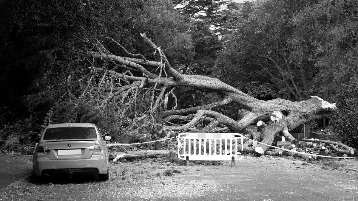 A fallen tree beside a roadway and parked vehicle