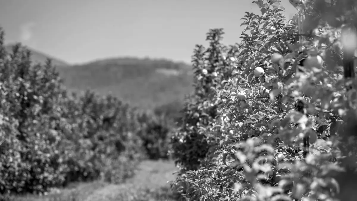 Grayscale stock photograph illustrating apple orchard responsible unsafe