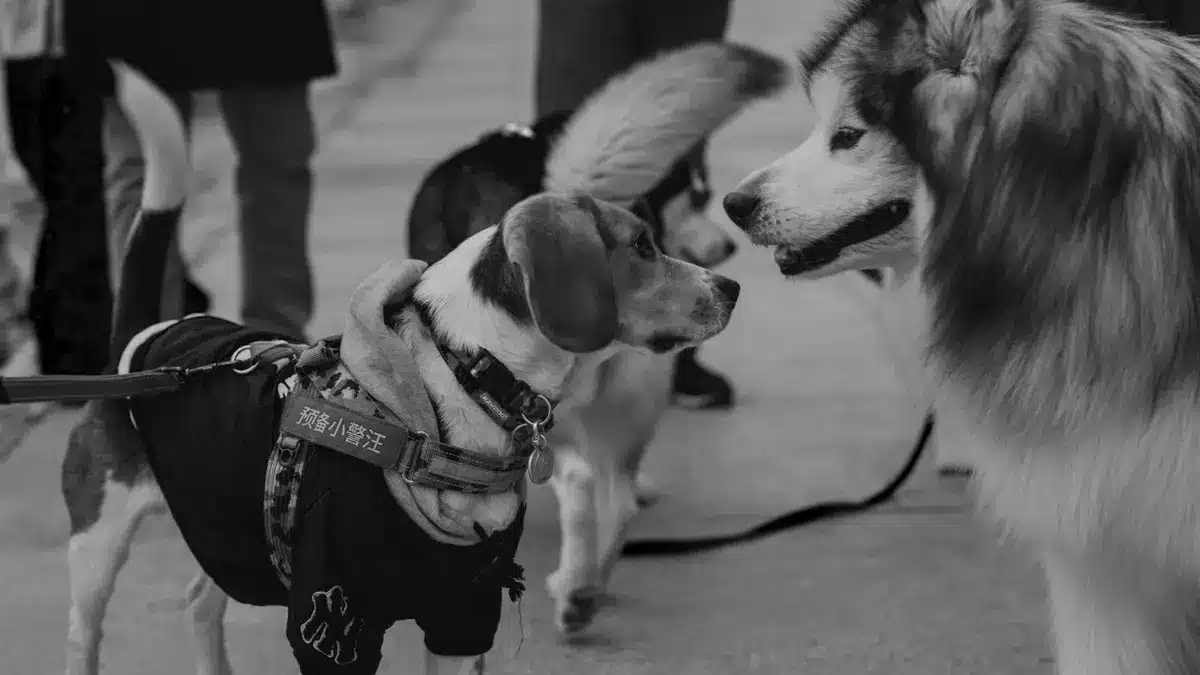 Dog on a leash at an outdoor gathering